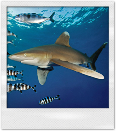 Red Sea Oceanic Whitetip